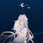 Summer fish