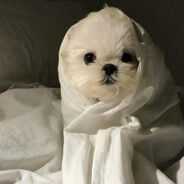 没有腹肌的菜菜小粥