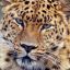 *LeOpArD*