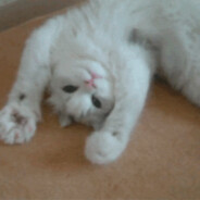 𝕣𝕒𝕗𝕔𝕚𝕦𝕜