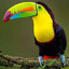 long beak bird