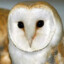 LECHUZA BLANCA
