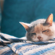 幽默风趣老实人