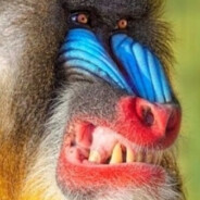 Mandrill
