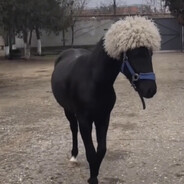 horsemedov