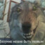 VolcharaNaMinimalkah