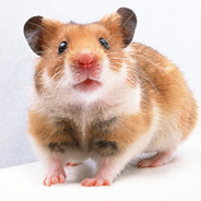 邓紫棋官方老公