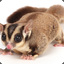 Sugar_Glider