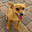 VegasChihuahua