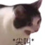 乙狩葵