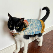 我菜我不难受吗