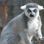 An Irate Lemur