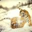 兩隻老虎在雪地裡