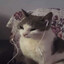 meow