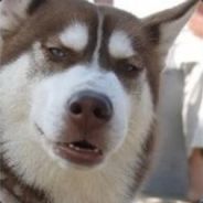狗窝里藏不住剩馍