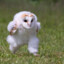 polar_owl