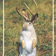 Anonymous Jackalope