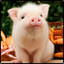Avatar of Oink!
