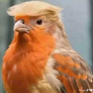 Bird Trump🦅