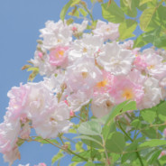 卖红薯一定很赚