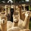 Flock Of Alpaca`s