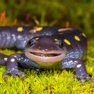 salamander