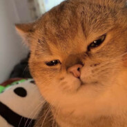 Friendly Neighborhood