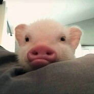 PIG