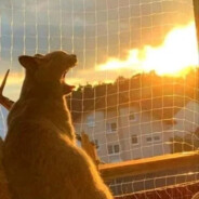 杜麦尼的恩情还不完