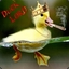 Quack Animal