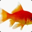 Eugene the GoldFish