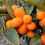 Kumquat