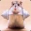 swole_hamster