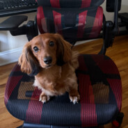 HoundOHeaven
