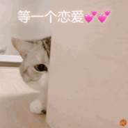 无害的小猫咪