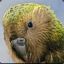 The Flying Kakapo