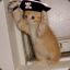 Pirat Kitten