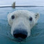 Polaris Bear