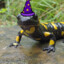 Wizard Lizard