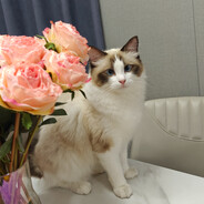 比如清风比如你