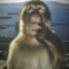 smart monkey