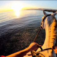 心中有颗梧桐树