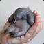 A Dead Baby Platypus