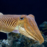 каракатица