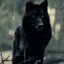 Black_Wolf_