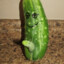 Cucumber