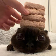 Meow meow king
