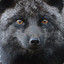 Brown Fox