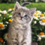 котик