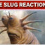 Slug reaction